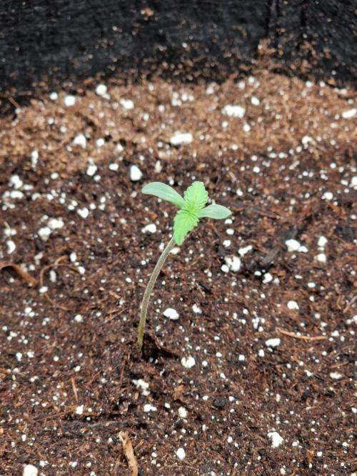 Second time. Fastbuds420. Week 1