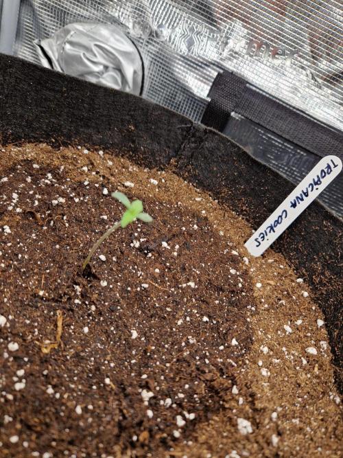 Second time. Fastbuds420. Week 1