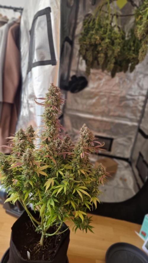 GorillaCookiesPurpleLemonadZtrawberiez. Week 11