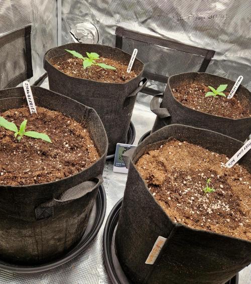 Second time. Fastbuds420. Week 2