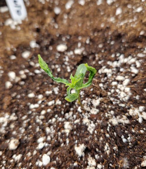 Second time. Fastbuds420. Week 2