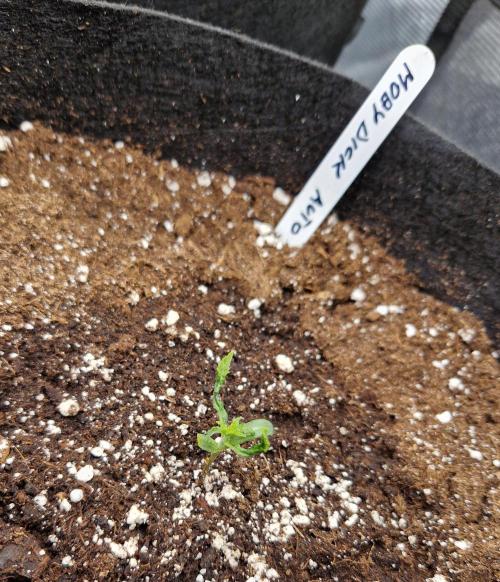 Second time. Fastbuds420. Week 2