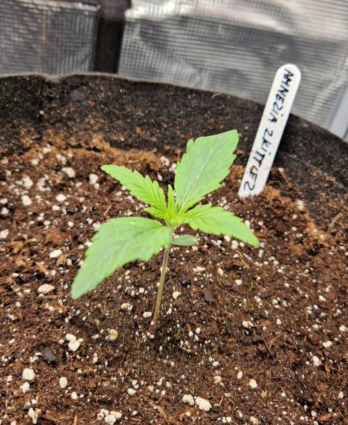 Second time. Fastbuds420. Week 2