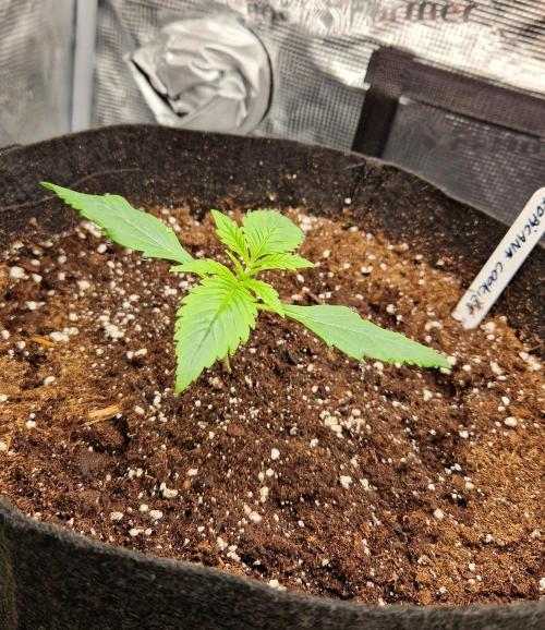 Second time. Fastbuds420. Week 2