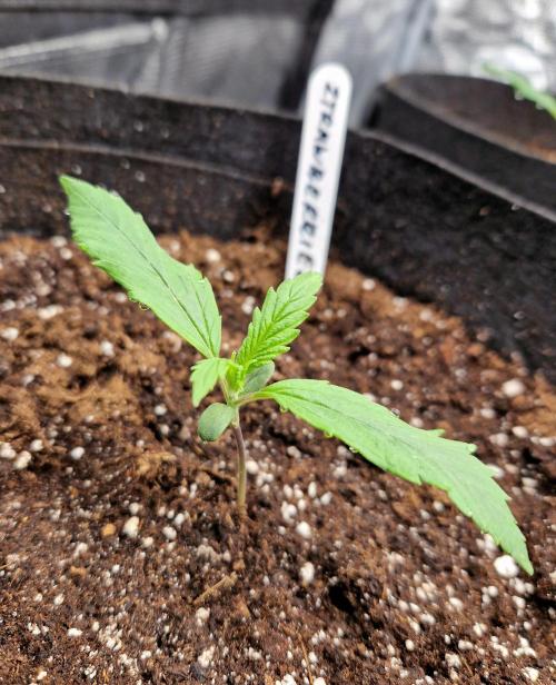 Second time. Fastbuds420. Week 2