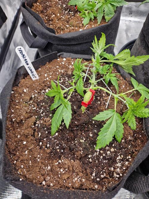 Second time. Fastbuds420. Week 3