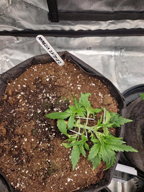 Second time. Fastbuds420. Week 3