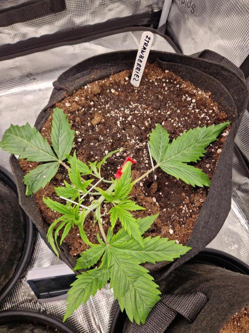 Second time. Fastbuds420. Week 3