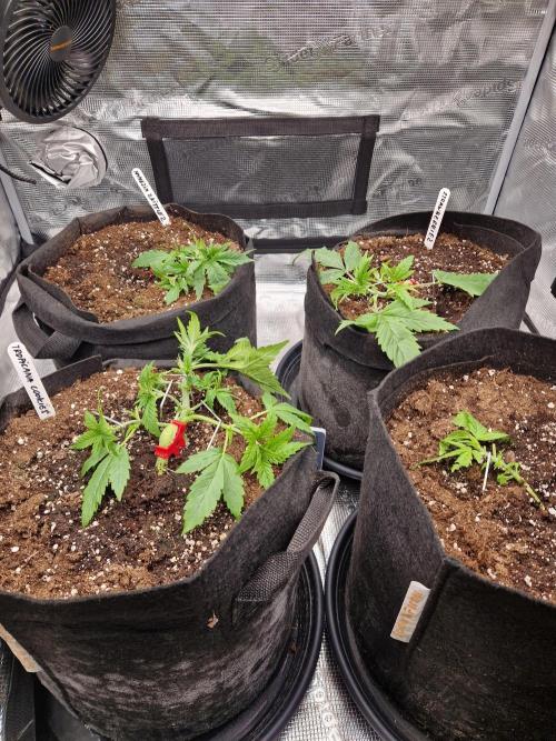 Second time. Fastbuds420. Week 3