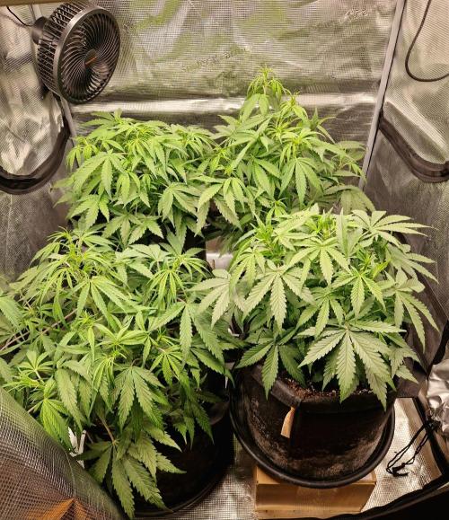 Second time. Fastbuds420. Week 4