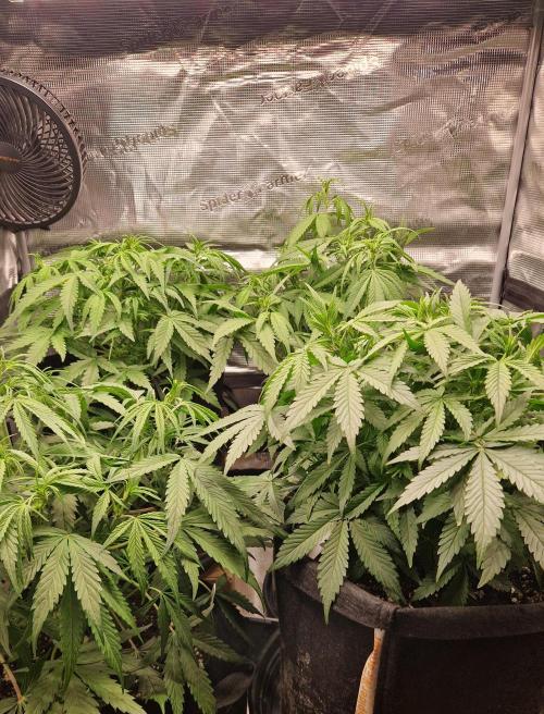 Second time. Fastbuds420. Week 4