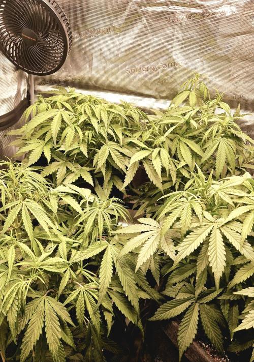 Second time. Fastbuds420. Week 4