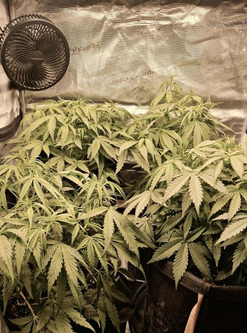 Second time. Fastbuds420. Week 4