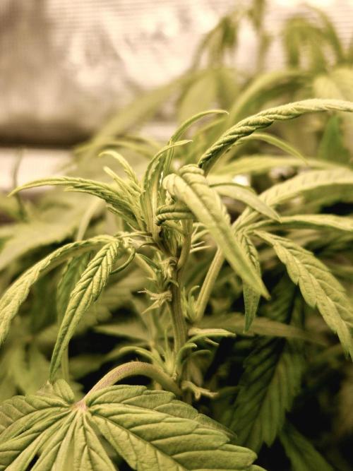 Second time. Fastbuds420. Week 4