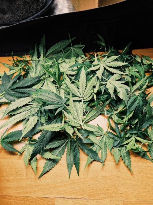 Second time. Fastbuds420. Week 4