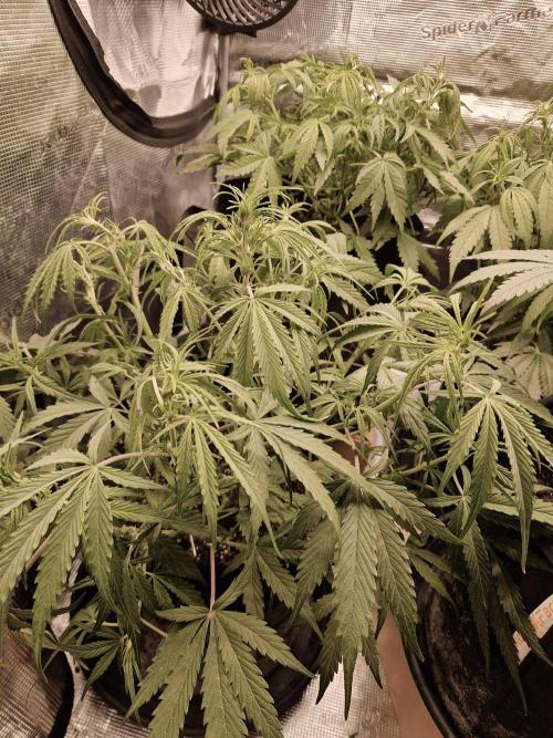 Second time. Fastbuds420. Week 4