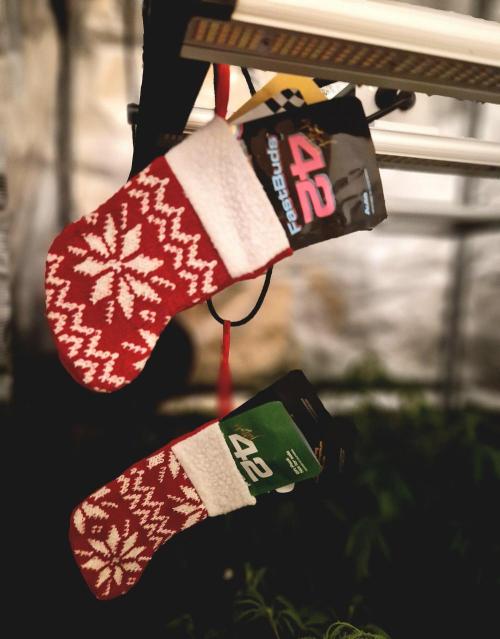 GorillaCookiesPurpleLemonadZtrawberiez. Week 11 - Fastbuds 420