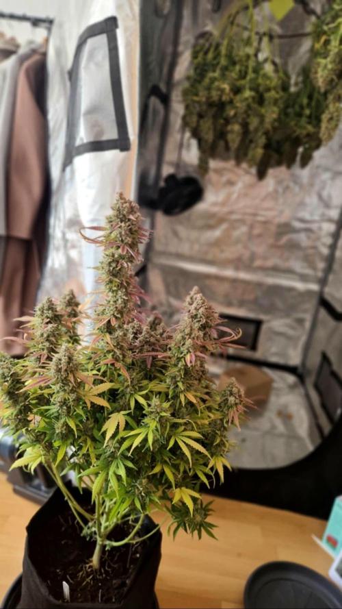 GorillaCookiesPurpleLemonadZtrawberiez. Week 10