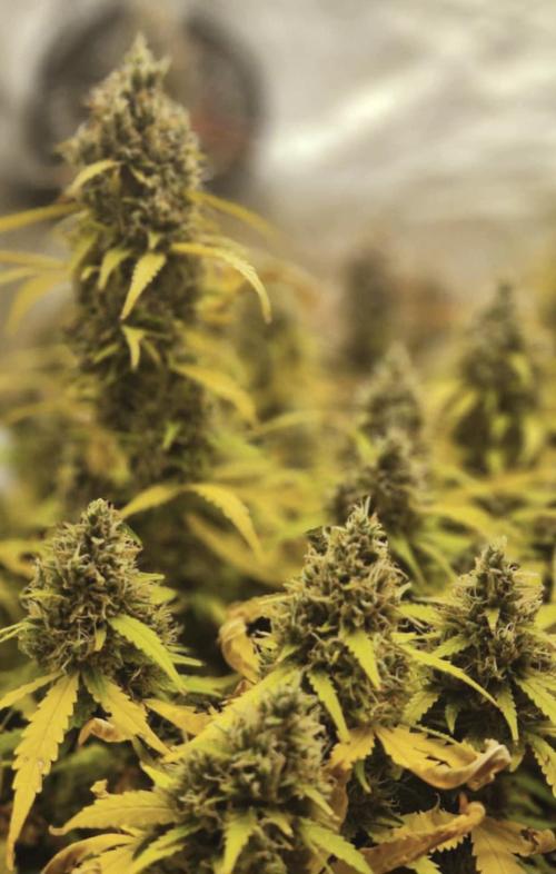 GorillaCookiesPurpleLemonadZtrawberiez. Week 10