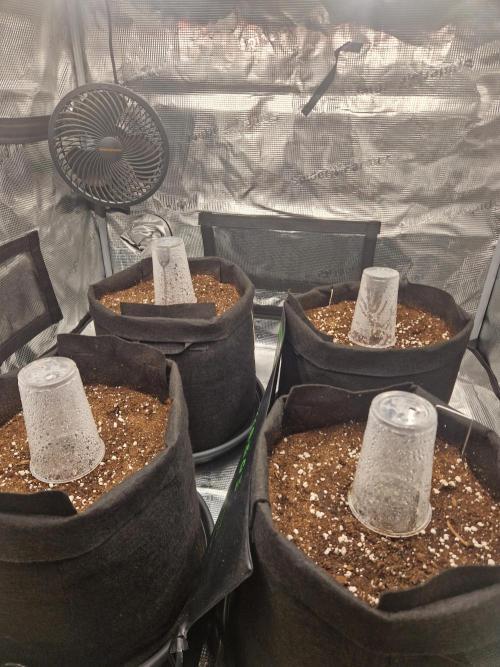 Lemon Cherry Cookies Auto - Fast_Buds. Week 0