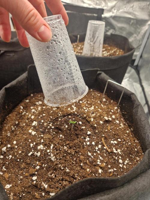 Lemon Cherry Cookies Auto - Fast_Buds. Week 0