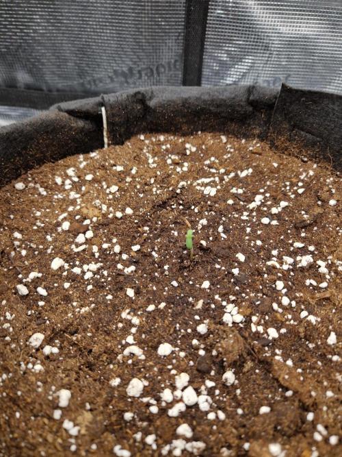 Lemon Cherry Cookies Auto - Fast_Buds. Week 0
