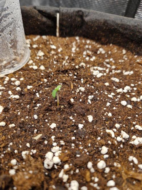 Lemon Cherry Cookies Auto - Fast_Buds. Week 0