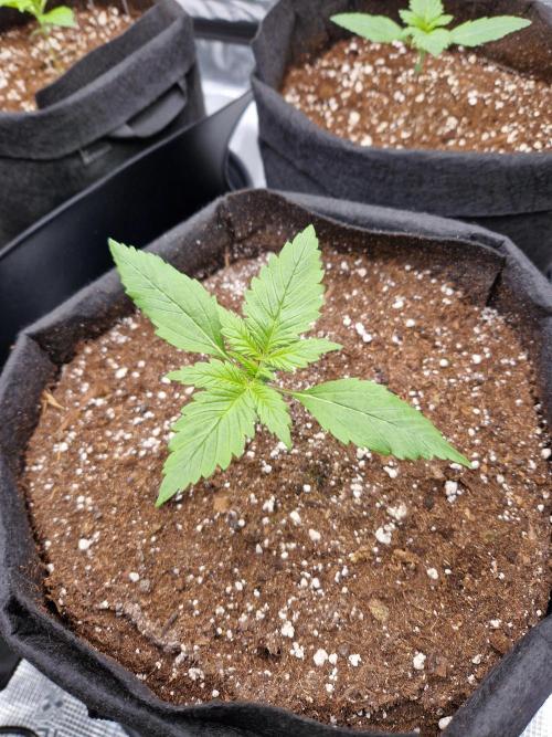 Lemon Cherry Cookies Auto - Fast_Buds. Week 1