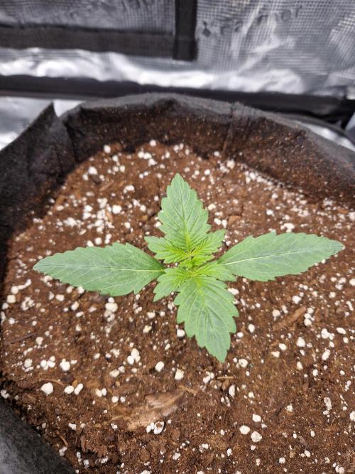Lemon Cherry Cookies Auto - Fast_Buds. Week 1