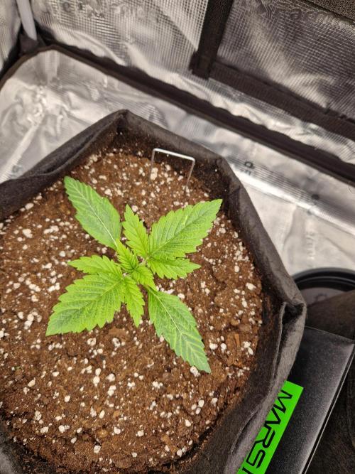 Lemon Cherry Cookies Auto - Fast_Buds. Week 1