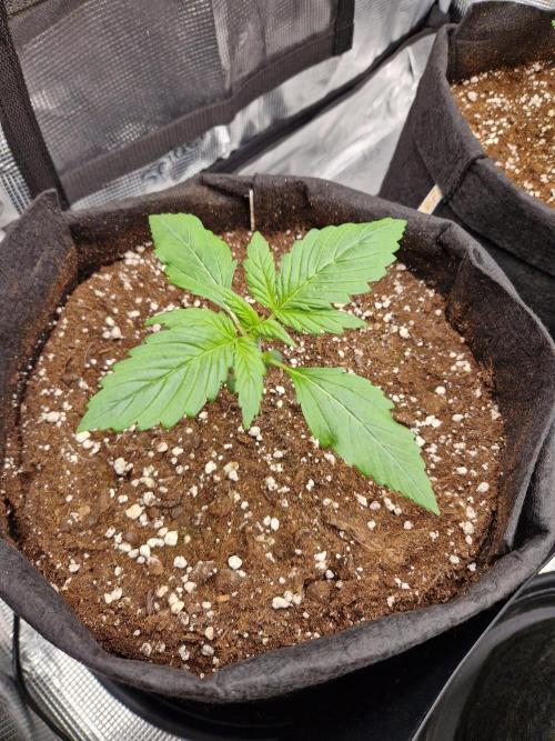 Lemon Cherry Cookies Auto - Fast_Buds. Week 1