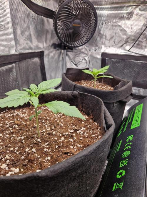 Lemon Cherry Cookies Auto - Fast_Buds. Week 1
