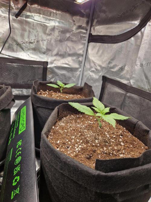 Lemon Cherry Cookies Auto - Fast_Buds. Week 1