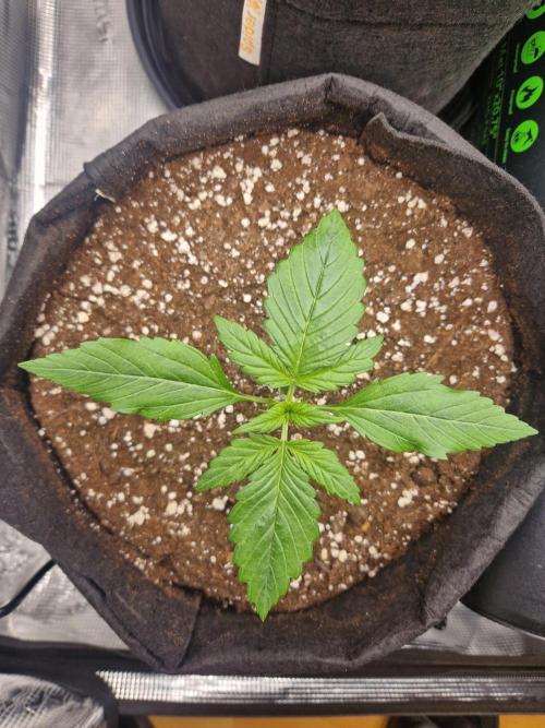 Lemon Cherry Cookies Auto - Fast_Buds. Week 1