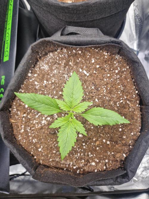 Lemon Cherry Cookies Auto - Fast_Buds. Week 1