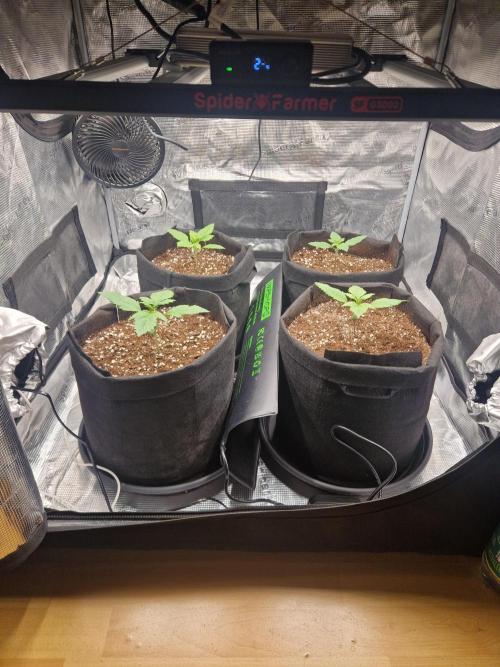Lemon Cherry Cookies Auto - Fast_Buds. Week 1