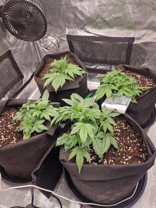 Lemon Cherry Cookies Auto - Fast_Buds. Week 4
