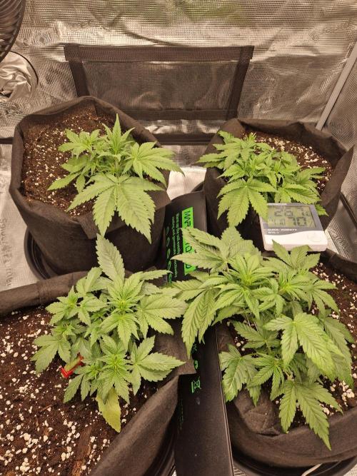 Lemon Cherry Cookies Auto - Fast_Buds. Week 4