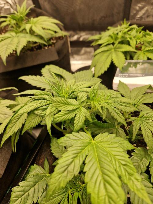 Lemon Cherry Cookies Auto - Fast_Buds. Week 4