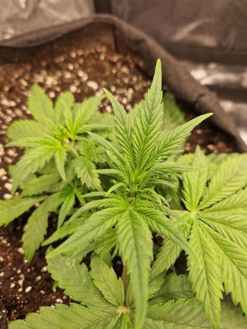 Lemon Cherry Cookies Auto - Fast_Buds. Week 4