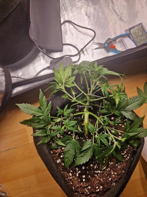 Lemon Cherry Cookies Auto - Fast_Buds. Week 4