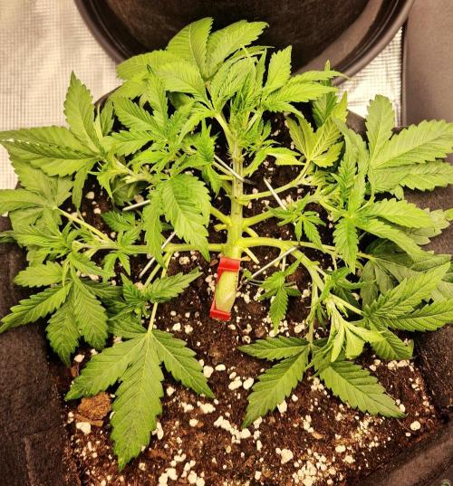 Lemon Cherry Cookies Auto - Fast_Buds. Week 4