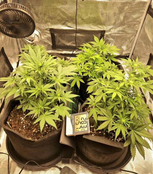 Lemon Cherry Cookies Auto - Fast_Buds. Week 5