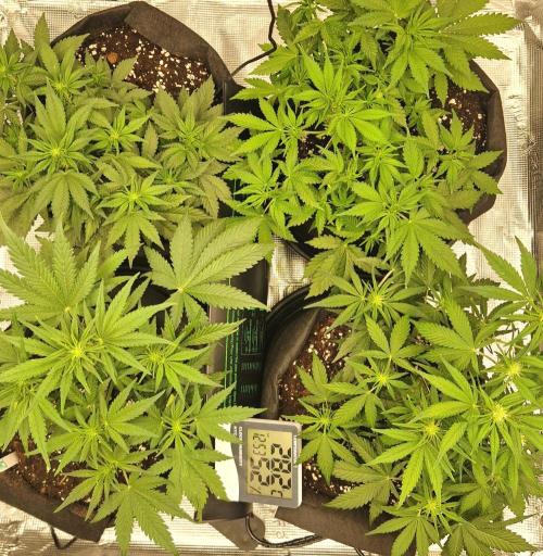 Lemon Cherry Cookies Auto - Fast_Buds. Week 5