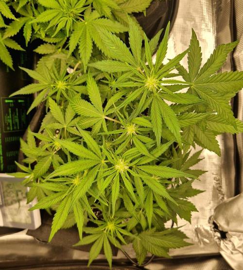 Lemon Cherry Cookies Auto - Fast_Buds. Week 5