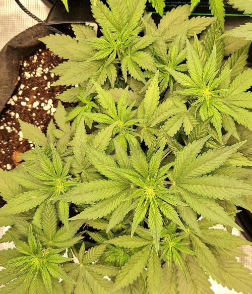 Lemon Cherry Cookies Auto - Fast_Buds. Week 5