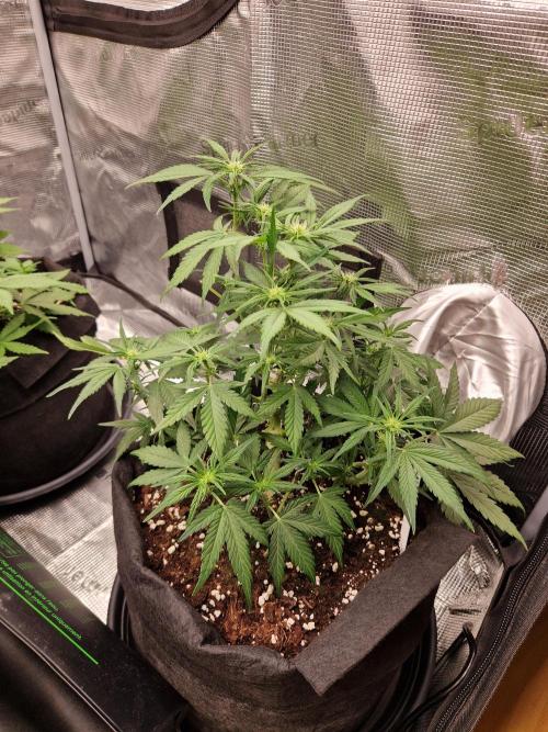 Lemon Cherry Cookies Auto - Fast_Buds. Week 5