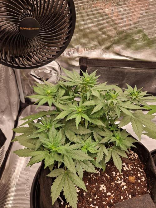 Lemon Cherry Cookies Auto - Fast_Buds. Week 5