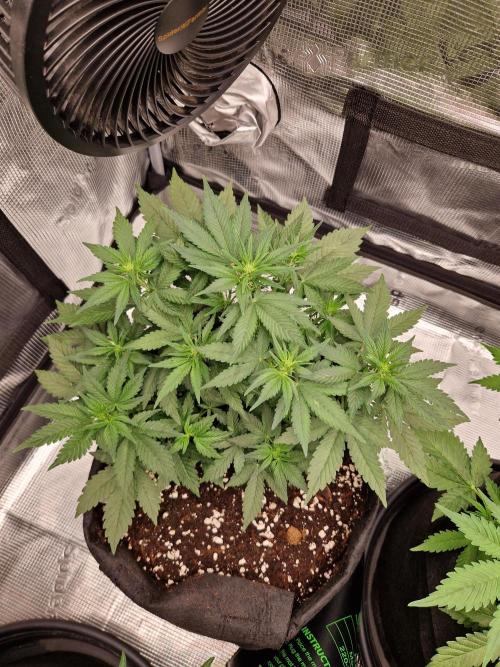 Lemon Cherry Cookies Auto - Fast_Buds. Week 5