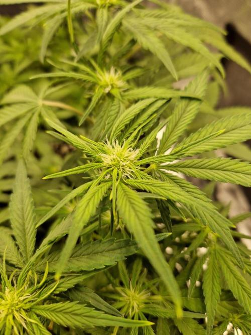 Lemon Cherry Cookies Auto - Fast_Buds. Week 5